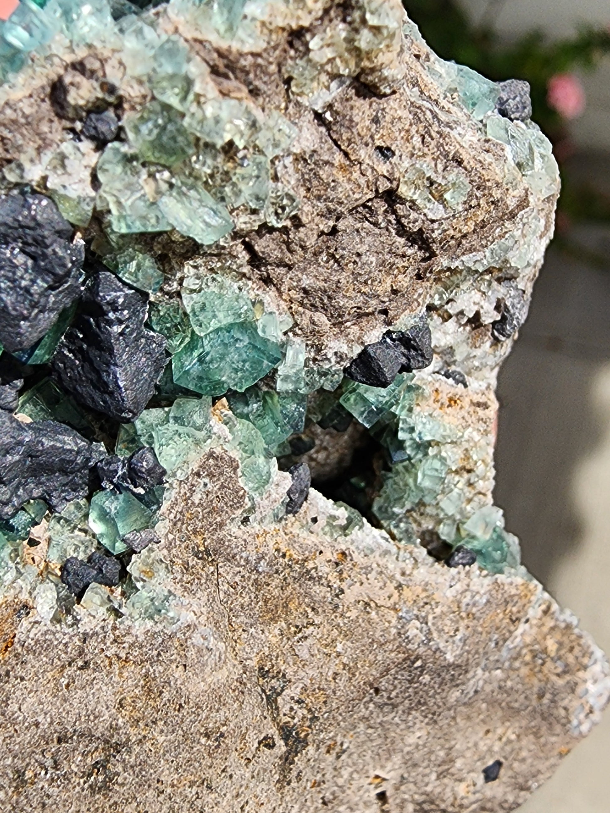 A close-up of the Fluorite with Galena - Heavy Metal Pocket from The Crystalary reveals green and black crystalline formations embedded in the rock, featuring lustrous Galena crystals. The rough surface contrasts sharply with the shiny, angular crystals. In the blurry background, hints of a plant with pink flowers suggest that this exquisite specimen from Diana Marie Mine in Weardale, County Durham, England is displayed outdoors.