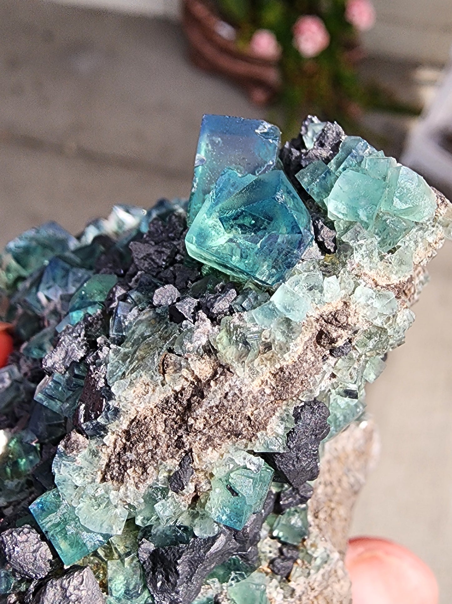 A close-up photo features a cluster of mineral crystals predominantly teal and green, with a rough gray matrix. The translucent, cubic shapes hint at Fluorite origins. Set against a slightly blurred background with some plants visible, this "Fluorite w/ Galena- Heavy Metal Pocket" from The Crystalary showcases nature's intricate beauty. This stunning piece originates from the Diana Marie Mine in Weardale, County Durham, England.