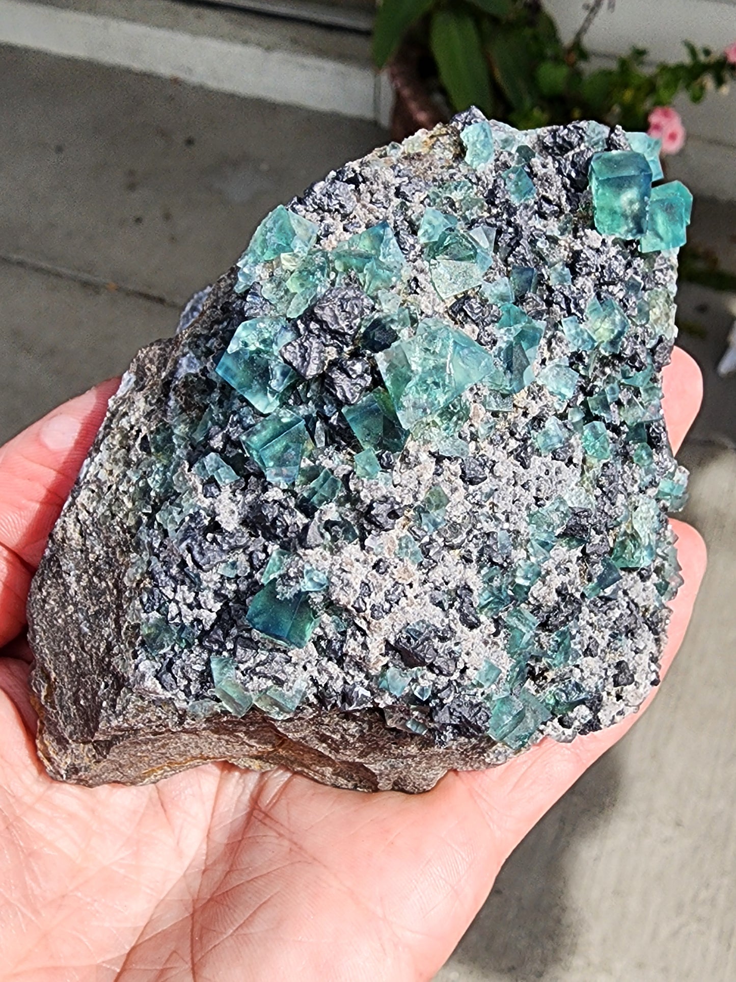 A hand holds a large specimen of "Fluorite w/ Galena- Heavy Metal Pocket" from The Crystalary, featuring numerous small, cubic green fluorite crystals embedded in a darker, rough matrix. The crystals exhibit a translucent quality with a soft green hue. The surrounding environment is blurred, with some greenery visible in the background. This unique piece hails from the Diana Marie Mine in Weardale, County Durham, England.