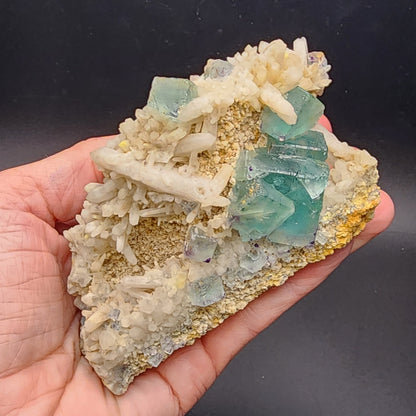 A close-up image of a hand holding a Fluorite/Milky Quartz cluster from The Crystalary's collection, sourced specifically from the Brandberg Area in the Dâures Constituency, Erongo Region, Namibia. The cluster features light beige crystalline structures interspersed with several translucent, sea green aqua fluorite cubic crystals. The black background emphasizes the detailed texture and color of this stunning mineral formation.