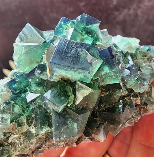 Hidden Forest Pocket Fluorite, Diana Maria Mine - Fluorite - The Crystalary