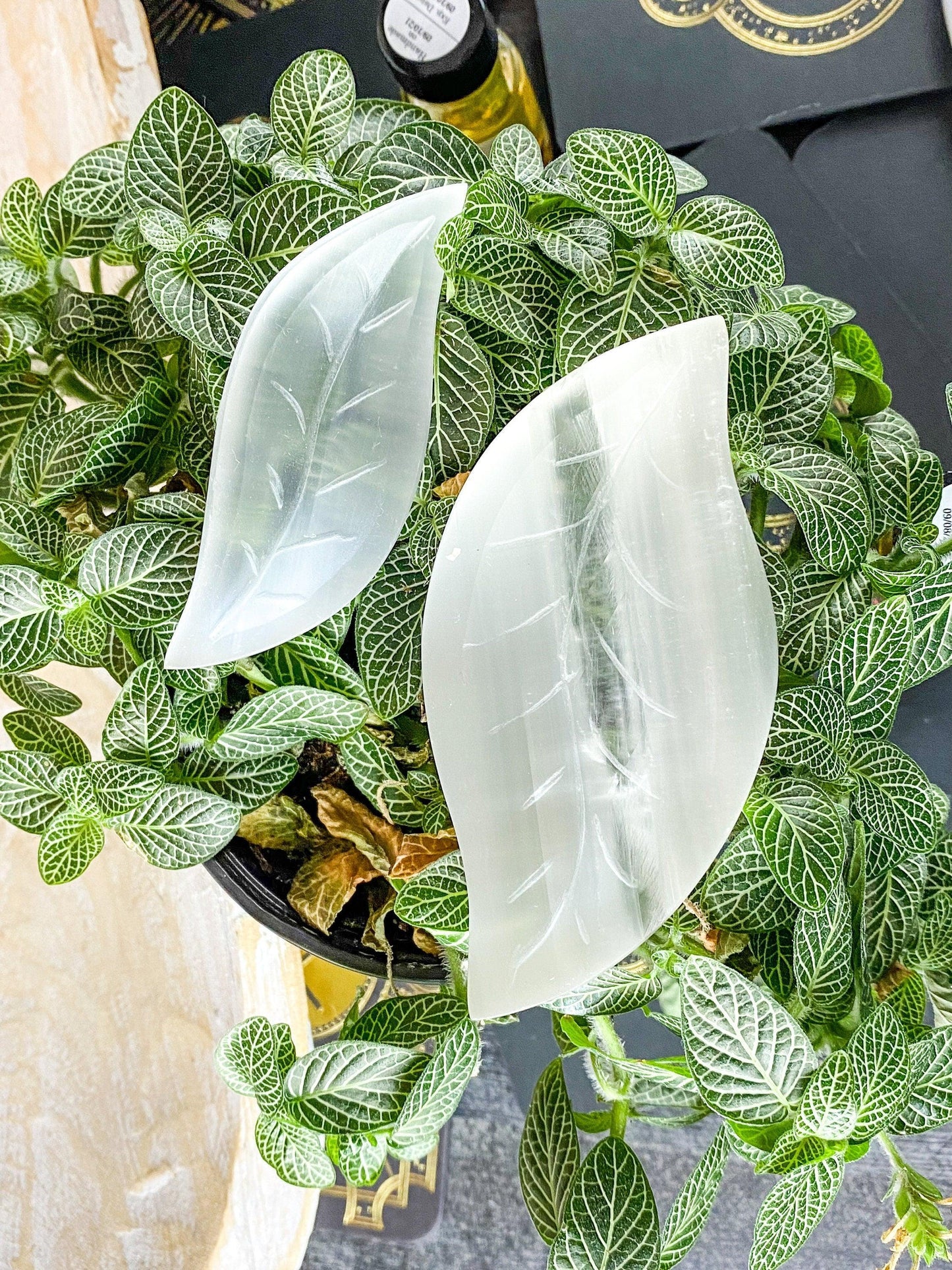 A small potted plant with green leaves featuring white vein patterns is adorned with two translucent Leaf Selenite Charging Plates from The Crystalary. The background includes packaging materials and blurred items, giving a sense of a cluttered environment.