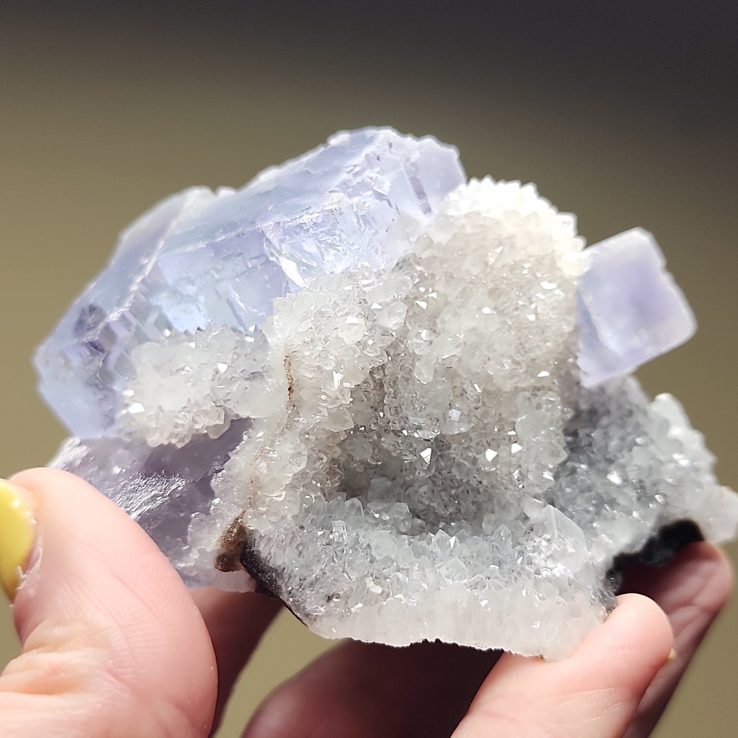 A close-up of a hand holding The Crystalary's LIVE- Adrienne- 4/11/24 crystal specimen. The Fluorite displays a beautiful combination of cubic, pale lavender formations adorned with clusters of small, white, sparkly crystals. The background is artfully out of focus, highlighting the intricate details of the crystal structure.