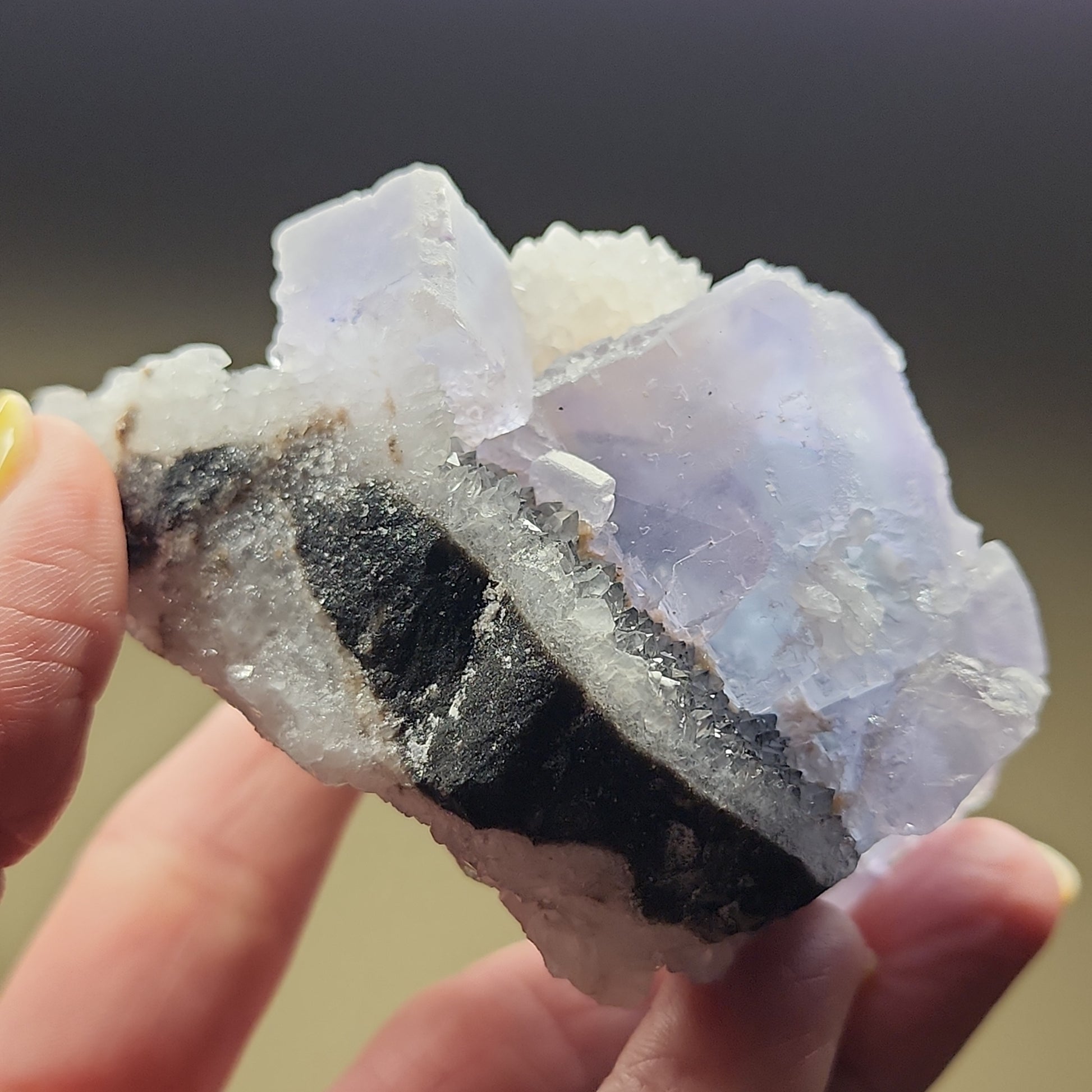 Close-up of a hand holding the LIVE- Adrienne- 4/11/24 Fluorite specimen by The Crystalary. The mineral showcases translucent, light purple cubic crystals on top of a dark, rough, black matrix. The person's fingers are visible, providing a scale reference for the Fluorite. This exquisite piece originates from LaViesca. The background is artfully blurred.