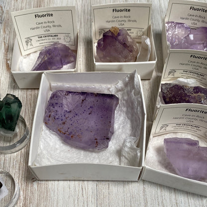 Various fluorite specimens from Hardin County, Illinois, are displayed in white boxes. Purple and green crystals are cushioned on white padding, with "Fluorite" labels visible. The central piece is a larger purple fluorite fragment with distinct surface details from the famous Cave in Rock area. Product Name: LIVE-autistic_medium-4/25/24 by The Crystalary.