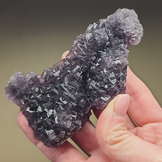 A hand holding a stunning cluster of dark purple, cubic crystals from The Crystalary's LIVE- BtotheRad- 12/29/23 collection against a plain background. The crystals have a shiny surface and are tightly packed together, forming an irregular, jagged shape—an exquisite piece of Guizhou Fluorite.