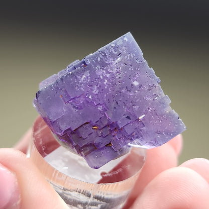 A hand holds a translucent, purple cubic mineral sample of LIVE- ebouton- 3/28/24 from The Crystalary, sourced from Berbes, Spain, with visible crystalline structures on a small, clear round stand. The mineral exhibits a gradient of purple shades and sparkles under the light. The background is blurred, keeping focus on the Fluorite.