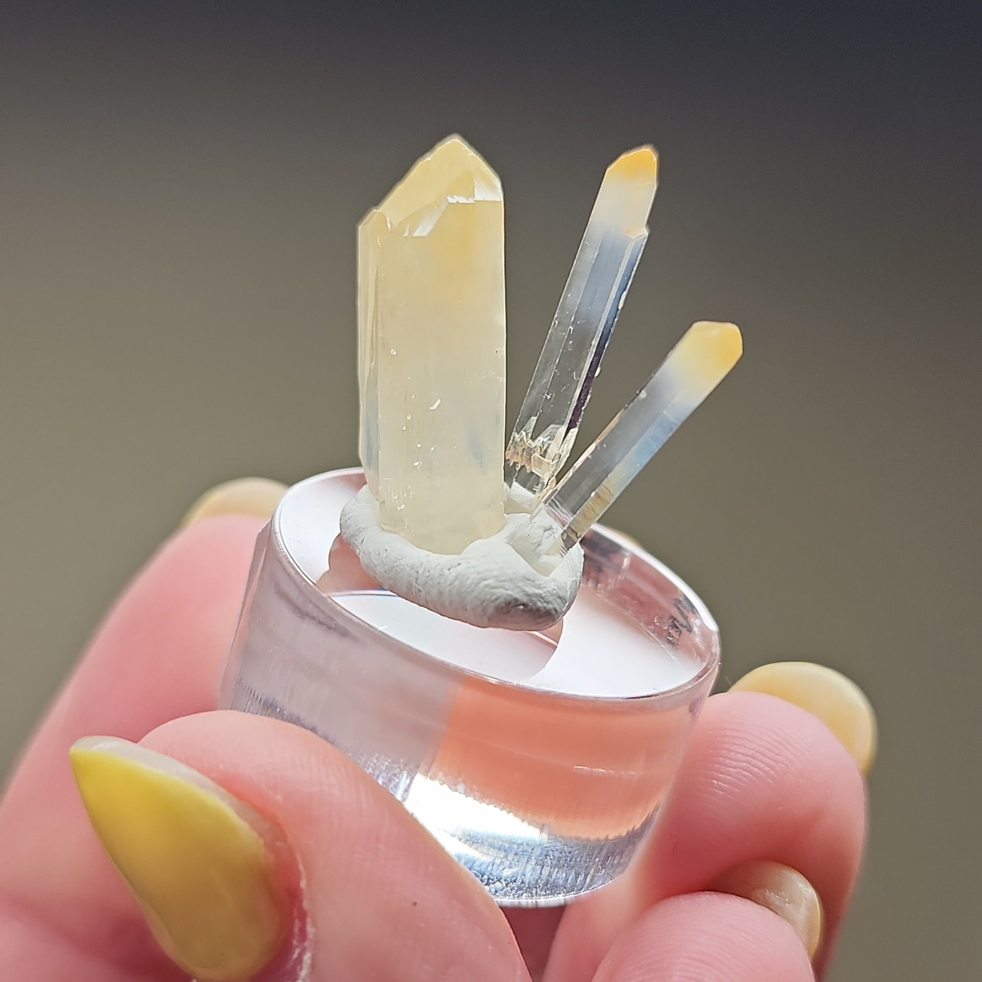 A hand with yellow-painted nails holds a round display stand showcasing three Mango Quartz crystals of varying sizes from The Crystalary's LIVE- KarenUllrich- 4/11/24 collection. The translucent crystals exhibit a slight yellow hue and are securely mounted on a grayish base material, with the background artfully blurred.