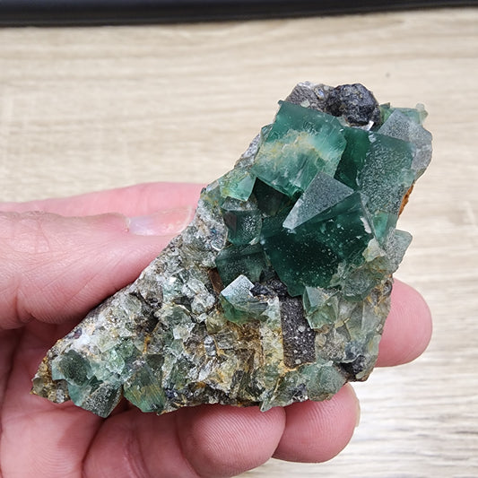 A hand is holding "LIVE- mindyinked- 8/22/2024," a stunning mineral specimen from The Crystalary, featuring green cubic crystals of fluorite elegantly attached to a rocky base. The background is a wooden surface, and the piece, both elegant and sturdy, looks as if it was freshly pocketed from the depths of a heavy metal mine.