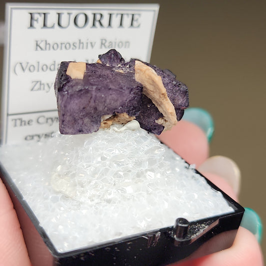 A person with teal nails holds a small case featuring a thumbnail-sized purple fluorite mineral specimen. The label reads "Fluorite, Khoroshiv Raion (Volodarsk-Volynskii), Zhytomyr, Ukraine." The mineral from The Crystalary's LIVE collection—MiriamLopez edition, 3/15/24—is displayed on a bed of white crystal fragments in a black base.