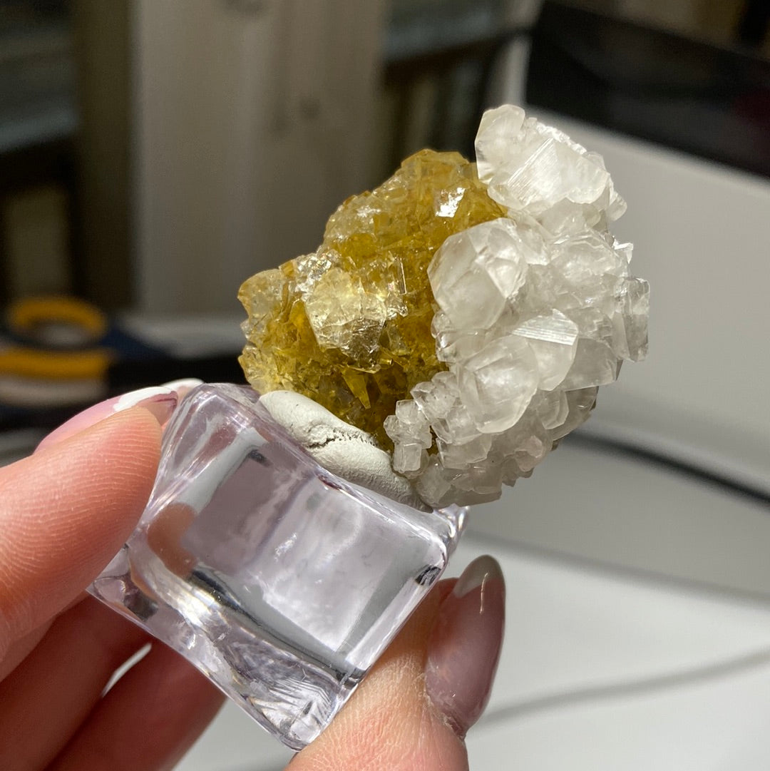 A detailed close-up of a person's hand holding The Crystalary's LIVE- Sammio- 2/22/24 mineral specimen. This exquisite piece, evocative of the Milky Way, features a stunning combination of translucent white crystals interspersed with golden-yellow crystals. It is displayed elegantly on a clear stand with a softly blurred background containing indistinct objects.