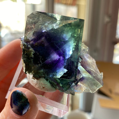 A close-up of a person holding a translucent, multicolored fluorite stone from The Crystalary's LIVE- sinfulilblonde- 3/21/24 collection. The stone displays mesmerizing shades of green, purple, and blue. The person's fingernails are adorned with dark, glittering polish—a true sign of Crystal Victory. The background is slightly blurred, featuring indoor elements.