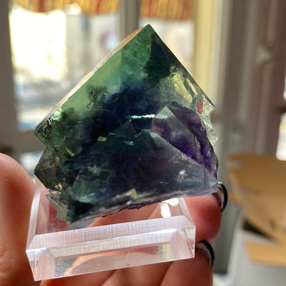 A hand with black nail polish holds a multicolored, transparent Fluorite crystal from The Crystalary's LIVE- sinfulilblonde- 3/21/24 collection, showcasing shades of green, blue, purple, and clear. The crystal is displayed on a small, clear plastic stand against a blurred indoor background.