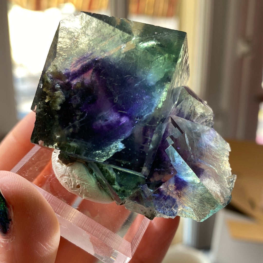 A close-up of a person holding a cube-shaped Fluorite crystal with a blend of deep purple, green, and blue hues. The iridescent crystal, similar to the LIVE- sinfulilblonde- 3/21/24 by The Crystalary, is showcased on a small transparent stand against a blurred indoor background.