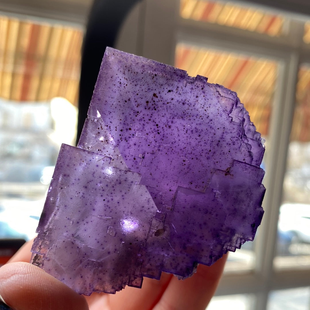 A close-up photograph features a hand holding "LIVE- sinfulilblonde- 3/21/24," a stunning translucent purple fluorite specimen from The Crystalary. The mineral's distinct cubic formations and speckled appearance are beautifully highlighted by bright sunlight filtering through a window in the background.