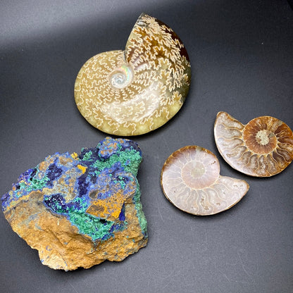 A collection of colorful fossils and minerals from The Crystalary's "LIVE- thetaylorkristin- 7/5/24" is beautifully displayed on a black background. This unique set features a polished ammonite fossil, two halves of a smaller ammonite, and an azurite mineral specimen showcasing vibrant shades of blue and green on a tan rock.