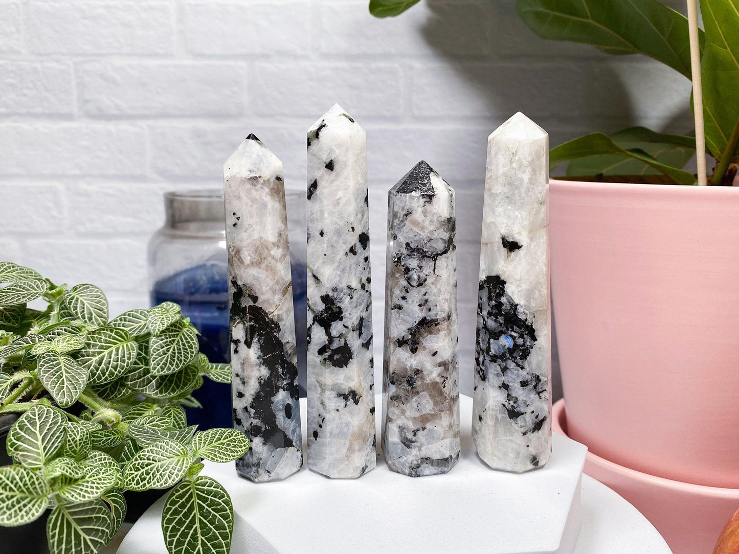 Four tall, polished Moonstone Crystal Points from The Crystalary stand in a row. The crystals are predominantly white with black speckles, creating a striking visual reminiscent of Moonstone. They are displayed on a white surface, surrounded by green plants in pink pots and set against a white brick background.