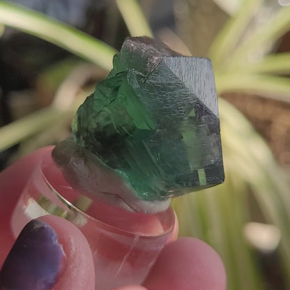 Fluorite- Excavator Terminator, Lady Annabella, Co. Durham, England