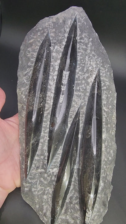 Fossil- Orthoceras, Polished in Matrix, sku 3044