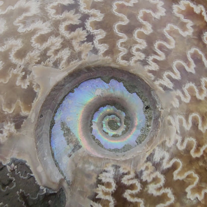 Fossil-  Whole Polished Ammonite, sku 3042