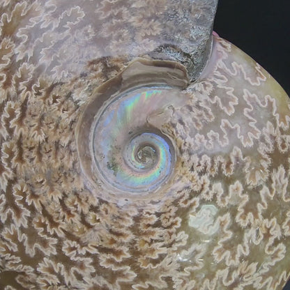 Fossil-  Whole Polished Ammonite, sku 3041