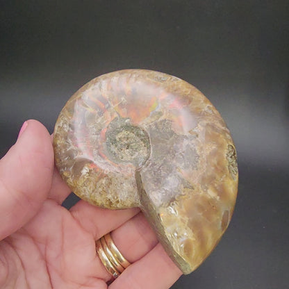 Fossil- Red Flash Ammonite, sku 3048