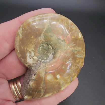 Fossil- Red Flash Ammonite, sku 3049