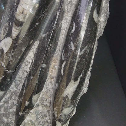 Fossil- Orthoceras, Polished in Matrix, sku 3045