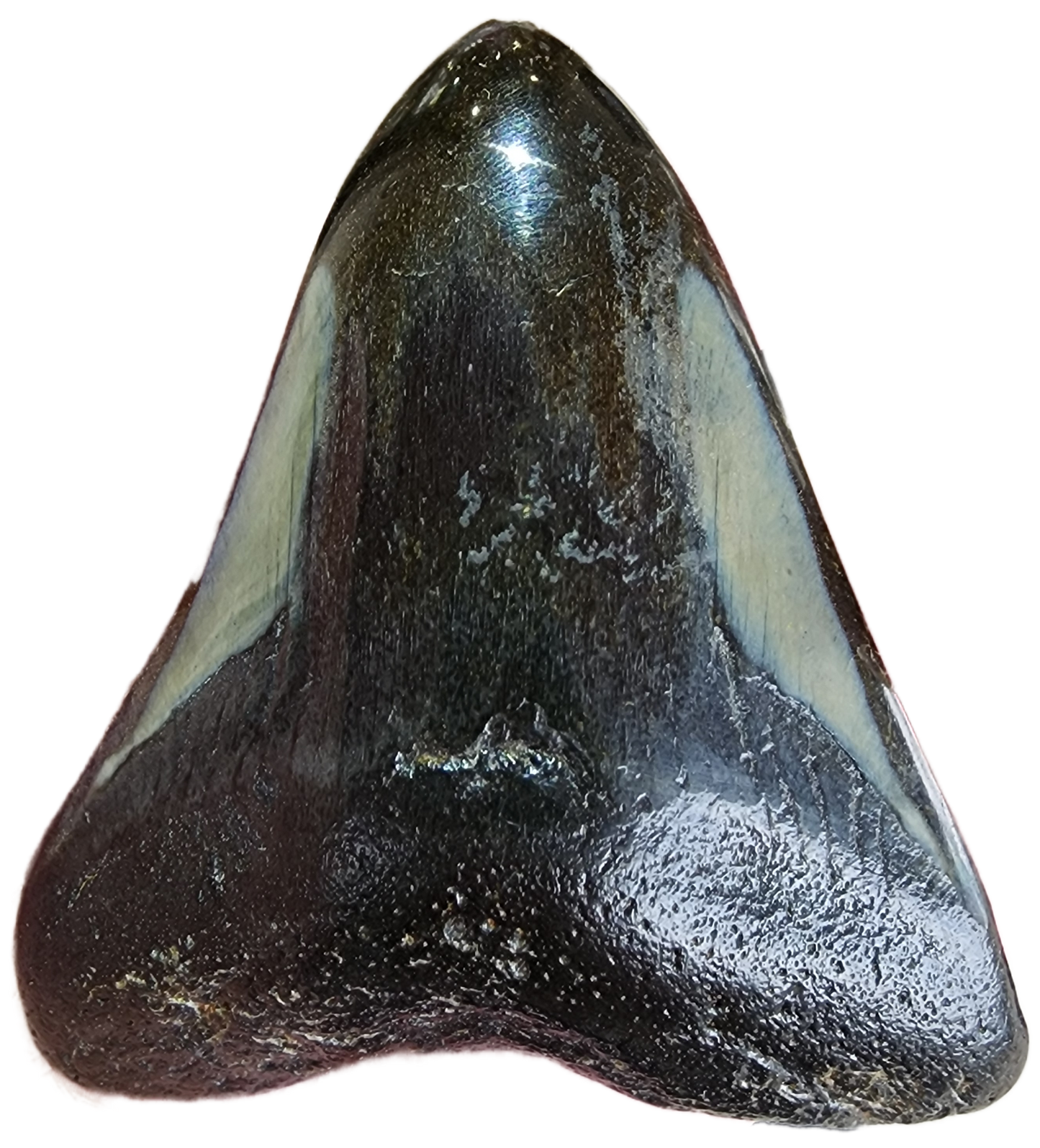 Fossil- Megalodon Tooth, sku 3038