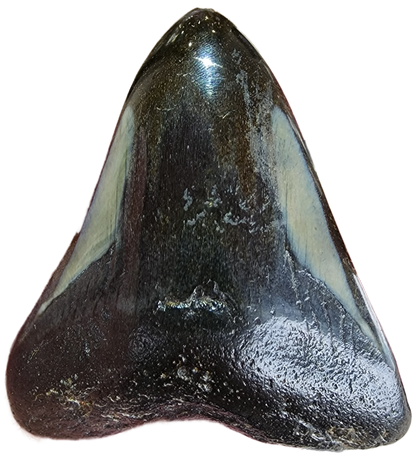 Fossil- Megalodon Tooth, sku 3038