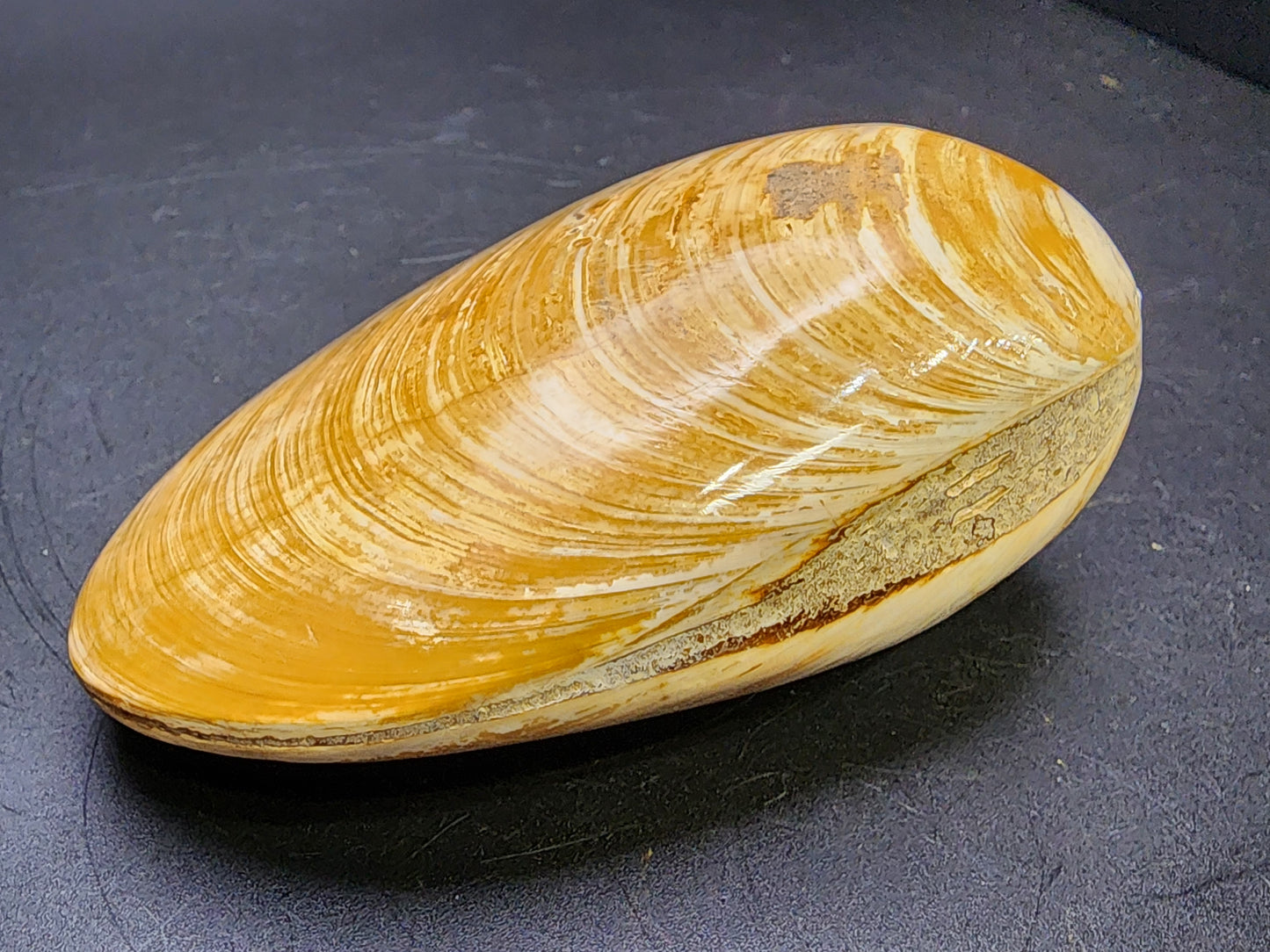 Fossil-  Tan, Whole Clam (Bivalve), sku 3040