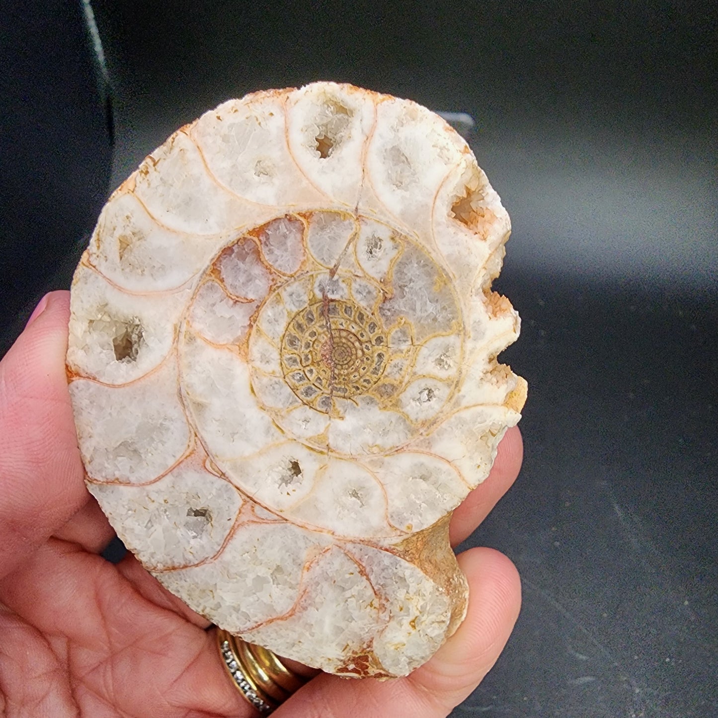 Fossil- Ammonite Pair- Indonesia, sku 3053