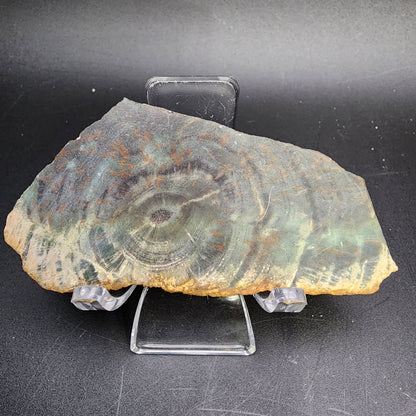 Fossil- Petrified Wood, sku 3056