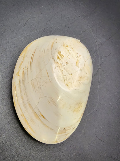 Fossil- White, Whole Clam (Bivalve), sku 3039