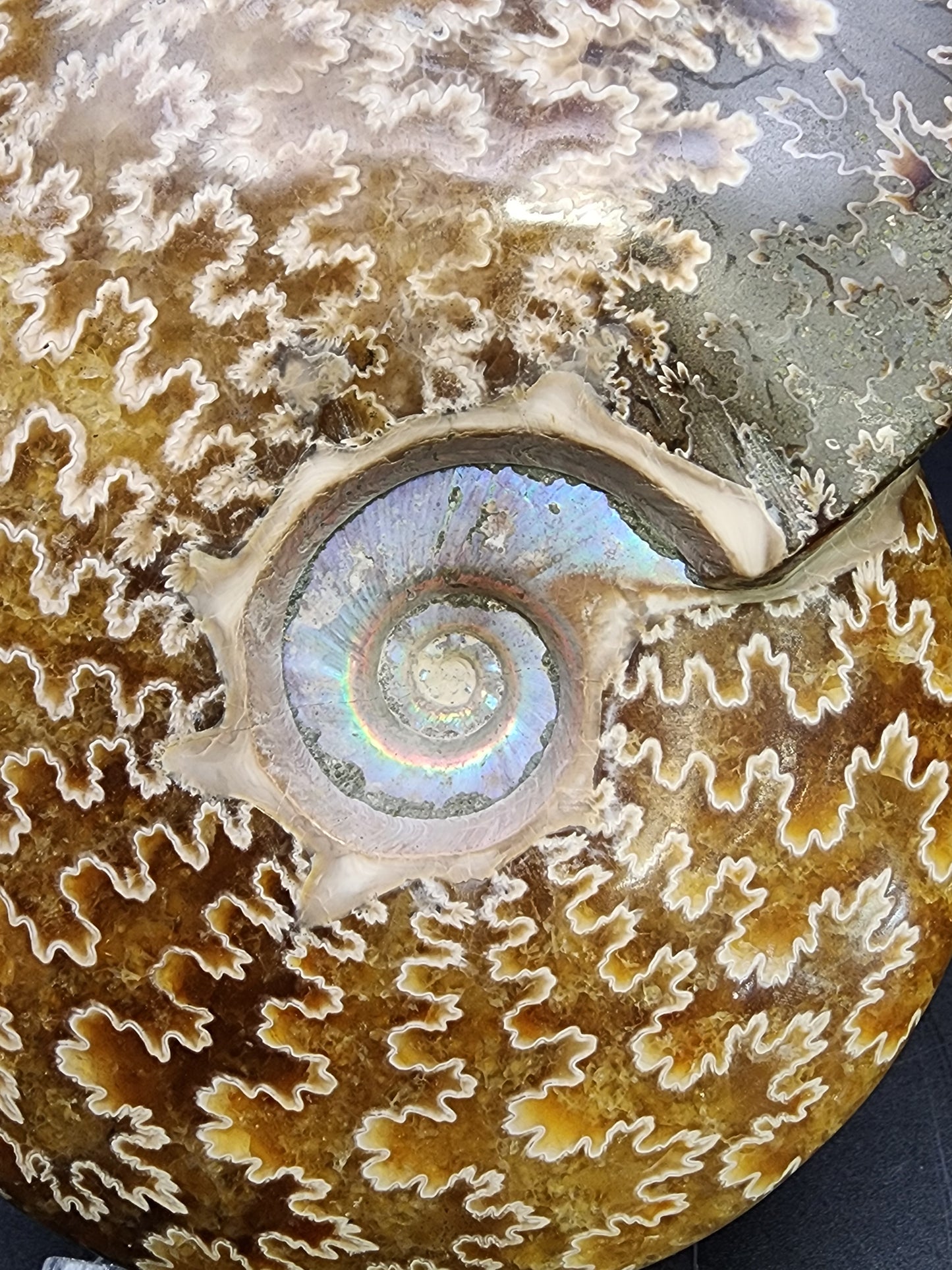 Fossil-  Whole Polished Ammonite, sku 3042