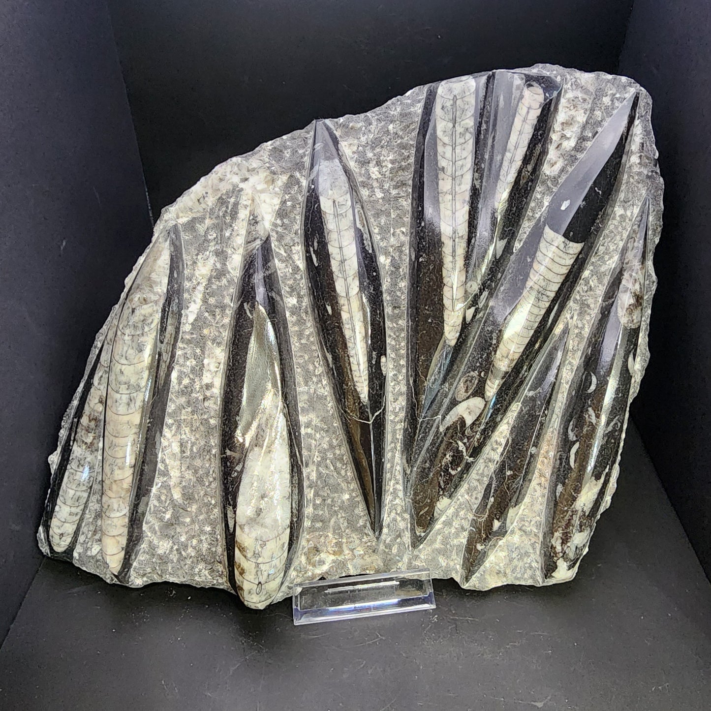 Fossil- Orthoceras, Polished in Matrix, sku 3045