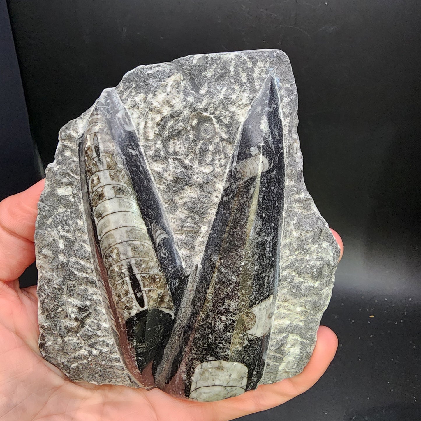 Fossil- Orthoceras, Polished in Matrix, sku 3055