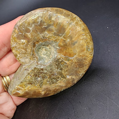 Fossil- Red Flash Ammonite, sku 3048