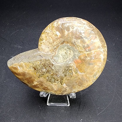 Fossil- Red Flash Ammonite, sku 3048