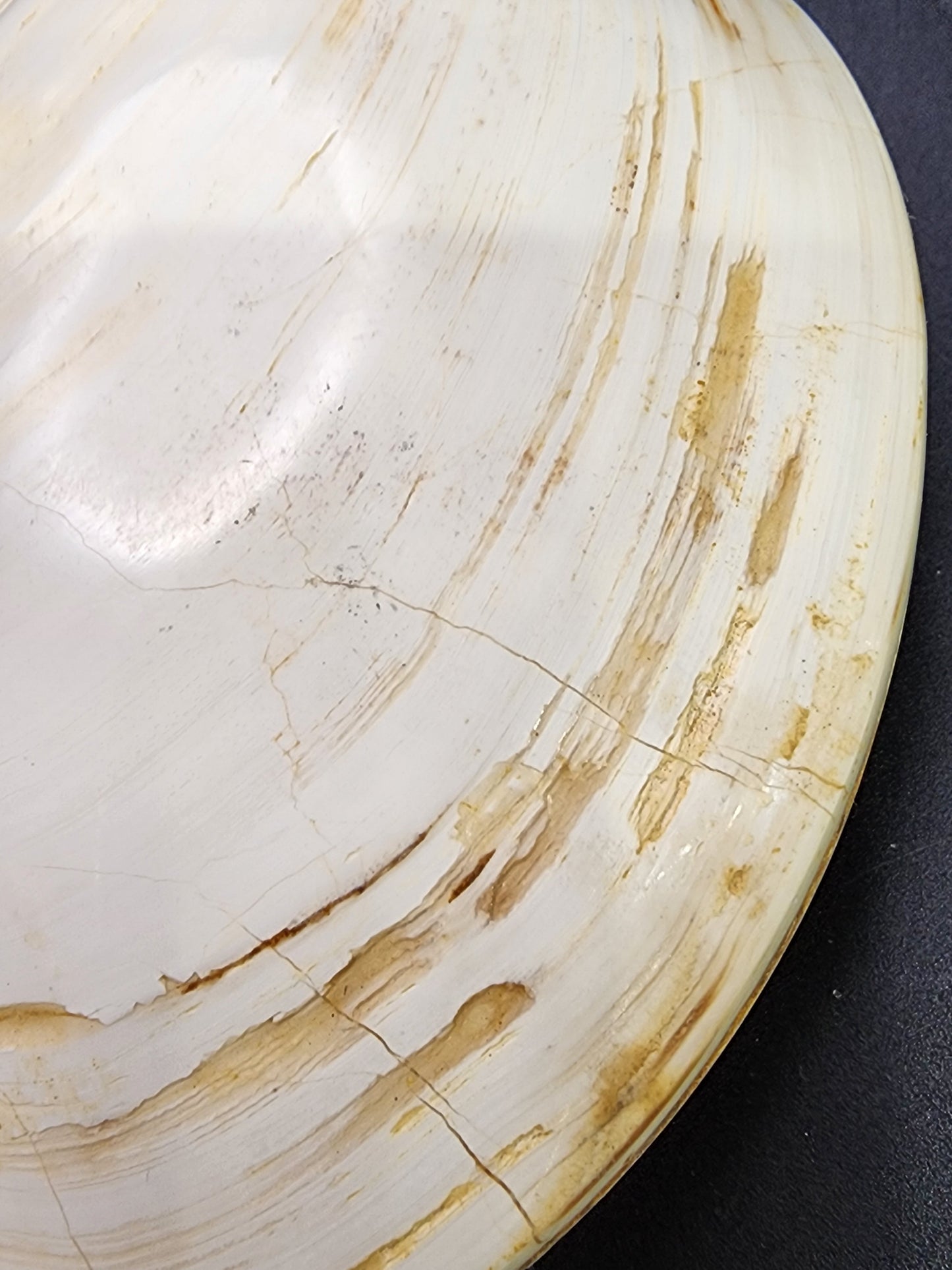 Fossil- White, Whole Clam (Bivalve), sku 3039