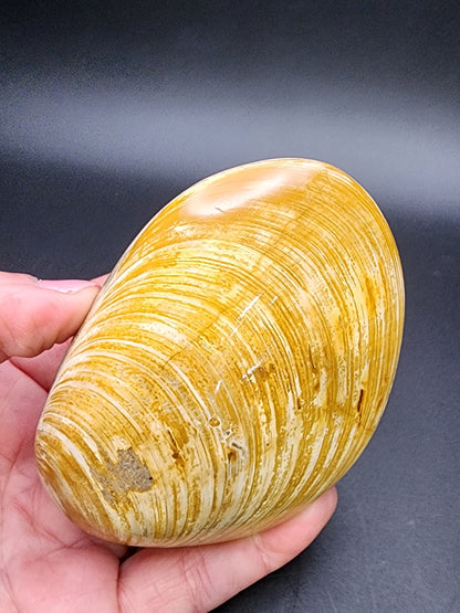 Fossil-  Tan, Whole Clam (Bivalve), sku 3040