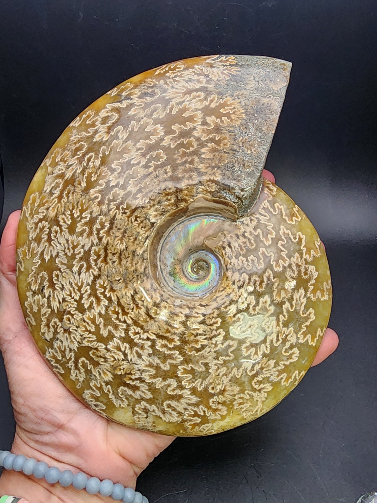 Fossil-  Whole Polished Ammonite, sku 3041