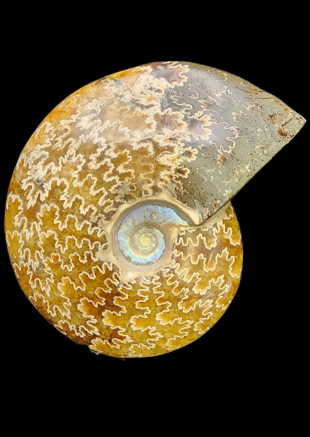 Fossil-  Whole Polished Ammonite, sku 3042