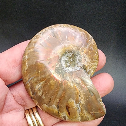 Fossil- Red Flash Ammonite, sku 3049