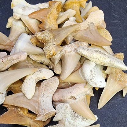 Fossil-  Sand Shark Teeth, 3/$9, sku 3050