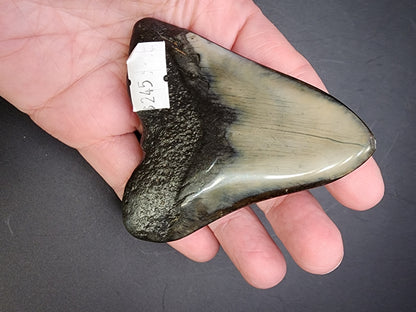 Fossil- Megalodon Tooth, sku 3038