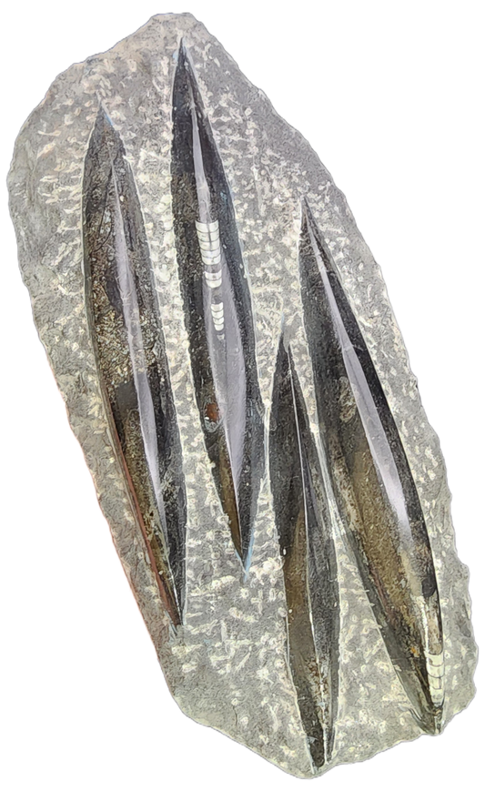 Fossil- Orthoceras, Polished in Matrix, sku 3044