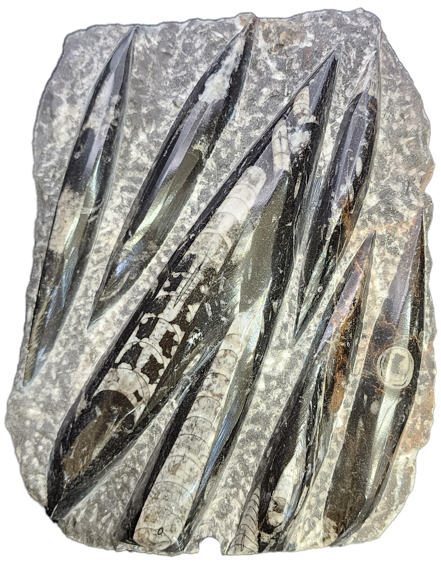 Fossil- Orthoceras, Polished in Matrix, sku 3043