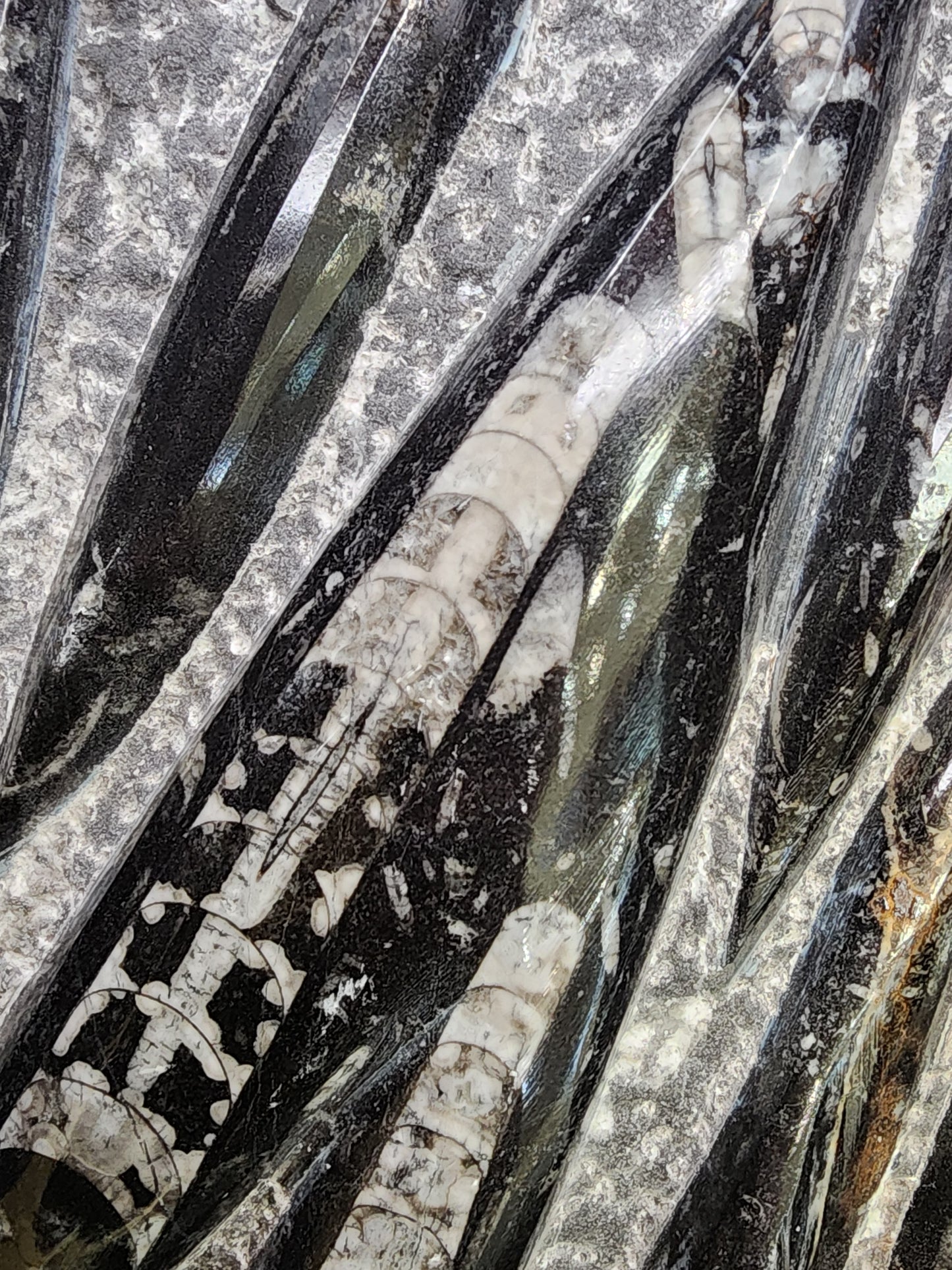 Fossil- Orthoceras, Polished in Matrix, sku 3043