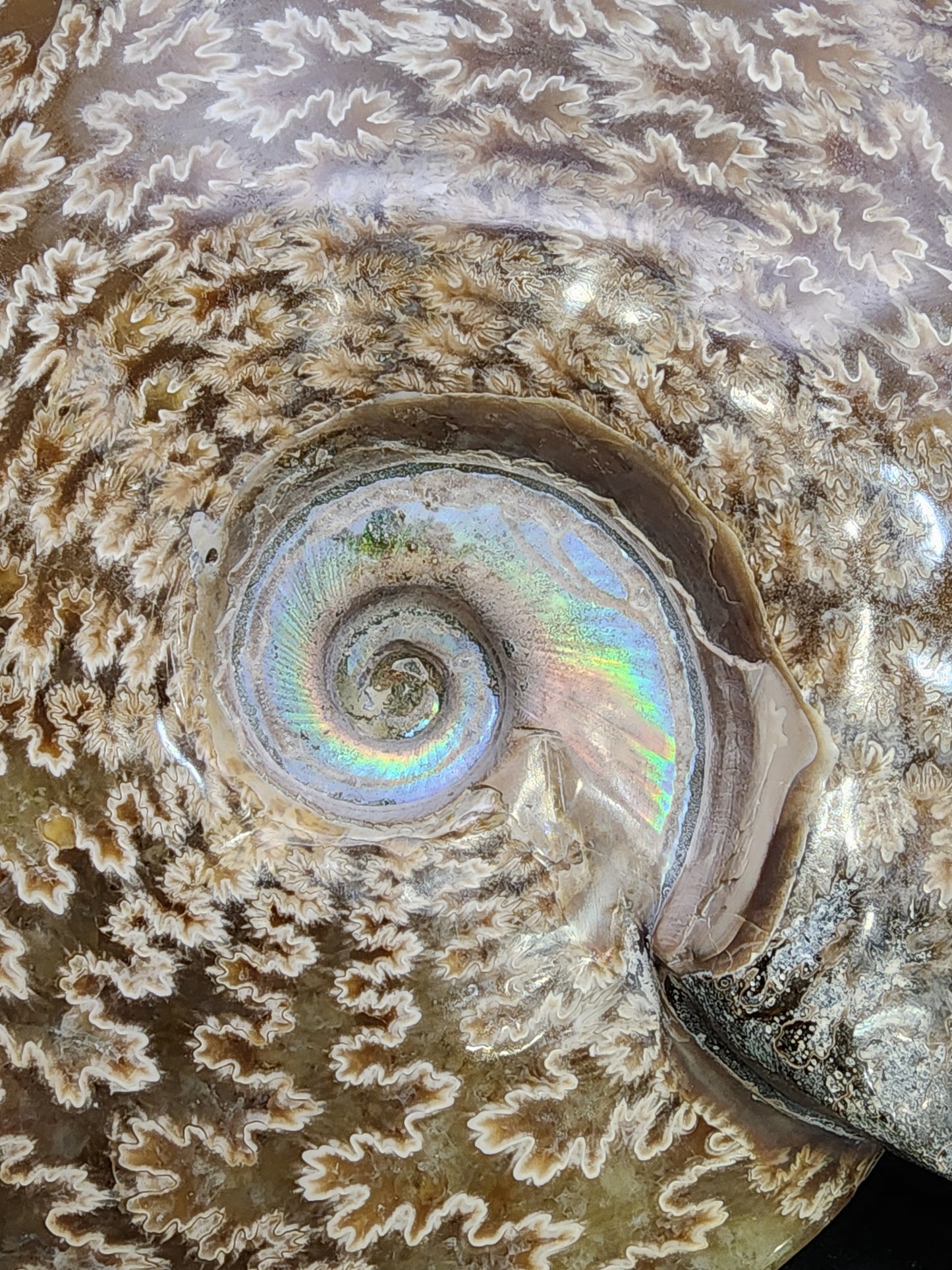 Fossil-  Whole Polished Ammonite, sku 3041